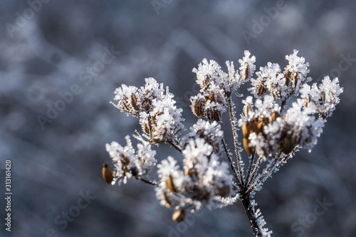 Winter Flowers