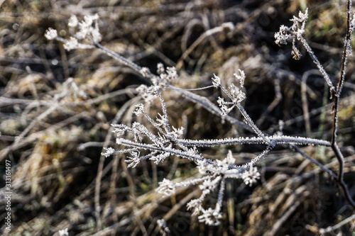 Winter Flowers © Anna
