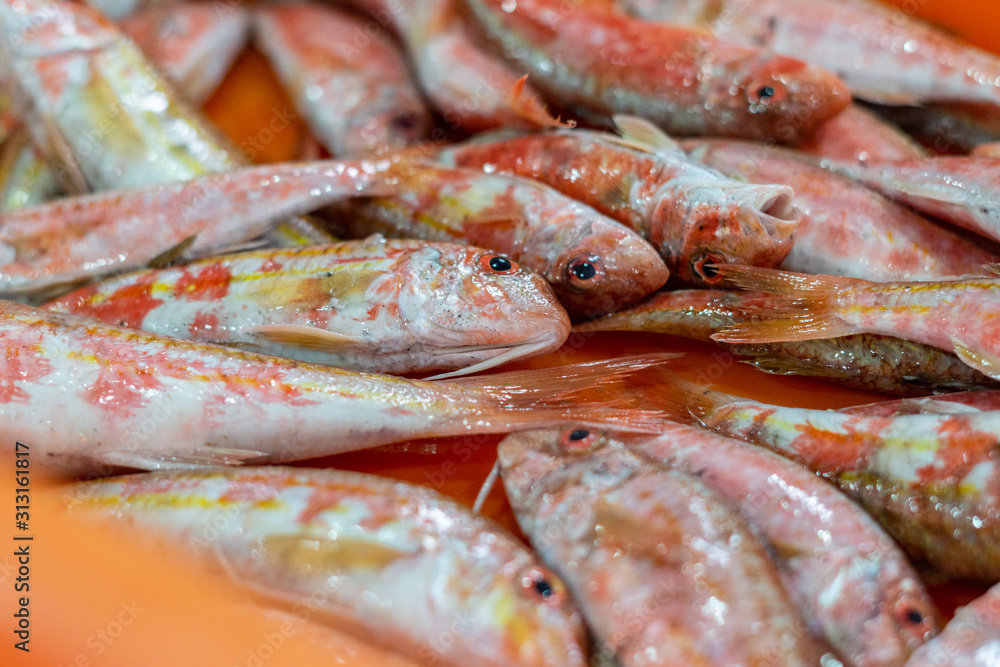 red-fish red-fish