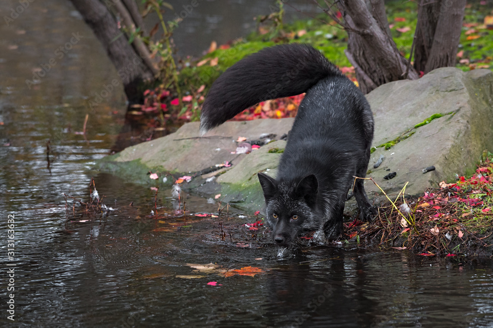 Silver Fox (Vulpes vulpes) Water Dripping From Face Autumn Silver Fox (Vulpes vulpes) Water Dripping From Face Autumn