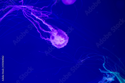 Colorful Jellyfish underwater. Jellyfish moving in water. © Alexander