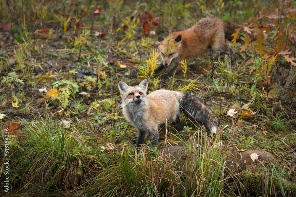 Obraz premium Red Fox (Vulpes vulpes) Looks Up From Island Edge Another Behind Autumn