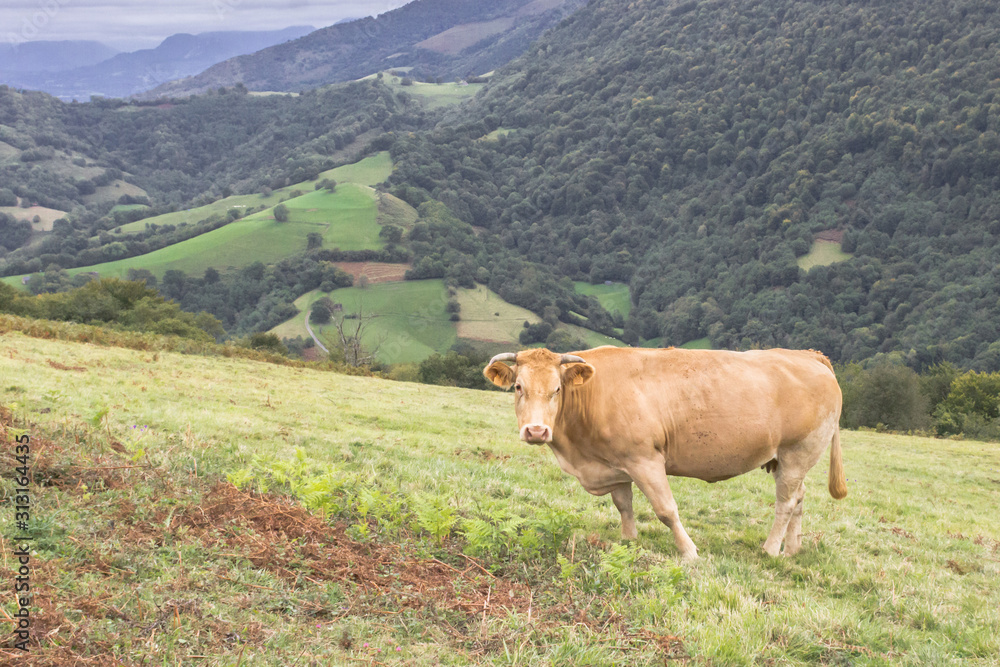 Fototapeta premium Cow in the pasture. Artiodactyl animals in the meadow. Milk farm. Happy livestock. Cattle grazing. Rural landscape. Green grass in the meadow. Rustic romance.