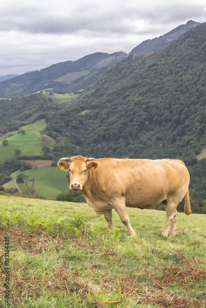 Cow in the pasture. Artiodactyl animals in the meadow. Milk farm. Happy livestock. Cattle grazing. Rural landscape. Green grass in the meadow. Rustic romance.