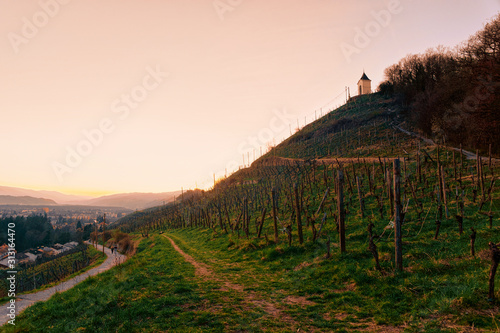 Romantic Landscape with vineyards in Maribor in Slovenia in Lower Styria in Europe. Nature in spring in Slovenija. Slovenian city in summer. Sunset. Vine cesta on Piramida or Pyramid hill