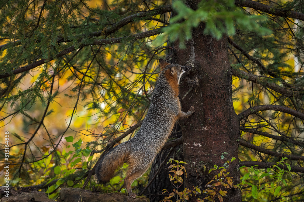 Obraz premium Grey Fox (Urocyon cinereoargenteus) Sniffs Up Tree Autumn