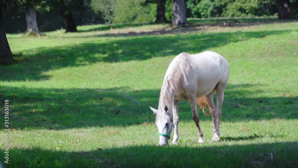 White Horse grazing on pasture. Farm animals eating fresh juicy grass on farmland. Domestic animals on a ranch. White Horse grazing on pasture. Farm animals eating fresh juicy grass on farmland. Domestic animals on a ranch.