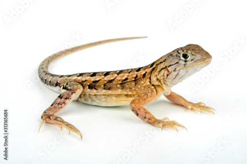 Kleiner Madagaskar-Leguan (Chalarodon madagascariensis)  photo