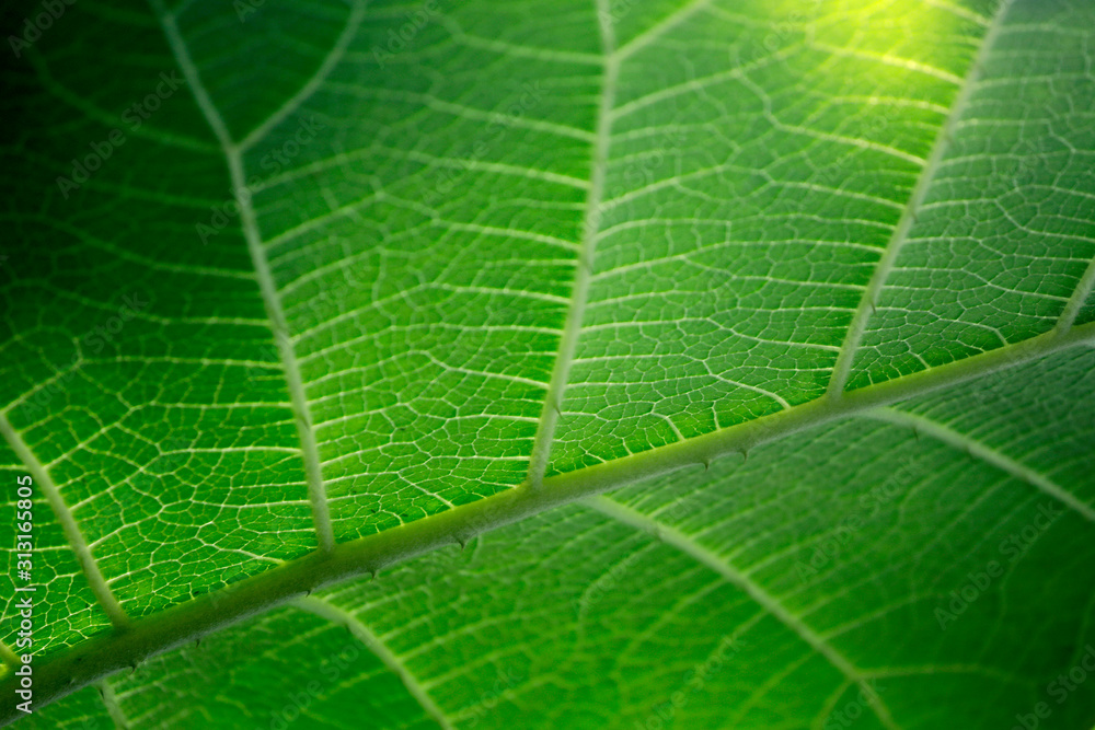 Blatt Detail abstrakt, grün, hell im Frühling als close up Blatt Detail abstrakt, grün, hell im Frühling als close up