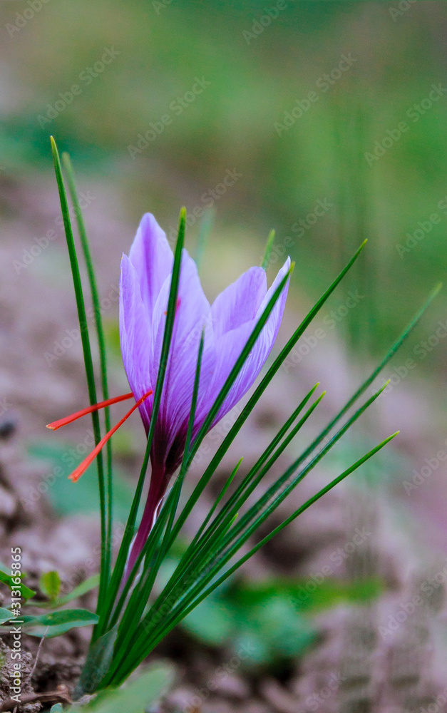 Saffron flowers on a saffron field during flowering. Saffron flowers on a saffron field during flowering.