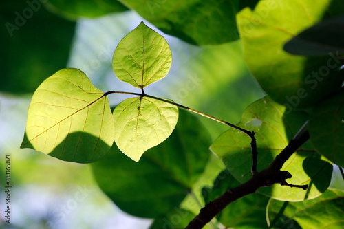 Zweig mit grünen, zarten Blättern im Licht als Silhouette
