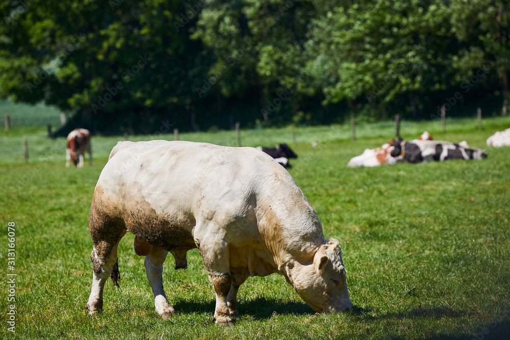 Obraz premium rind charolais