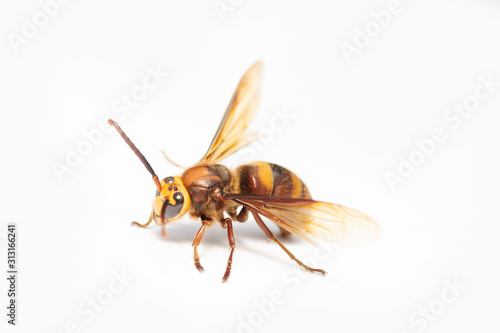 Wasp on White Background.
