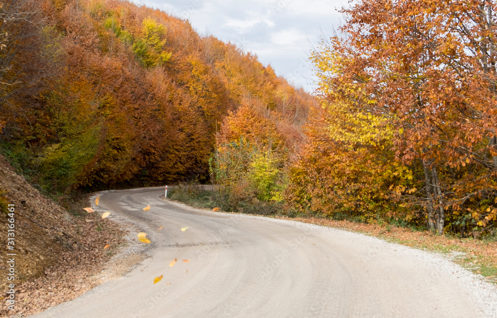 Curved way and autumn. Trees are faded and they have orange leafs Curved way and autumn. Trees are faded and they have orange leafs