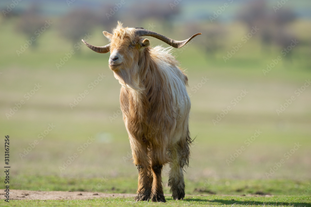 Fototapeta premium Big brown goat with big horn
