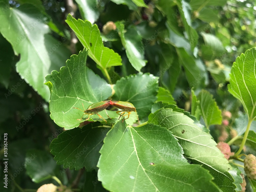 Naklejka premium bug on leaf