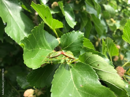 green leaf on tree © alex_beliy