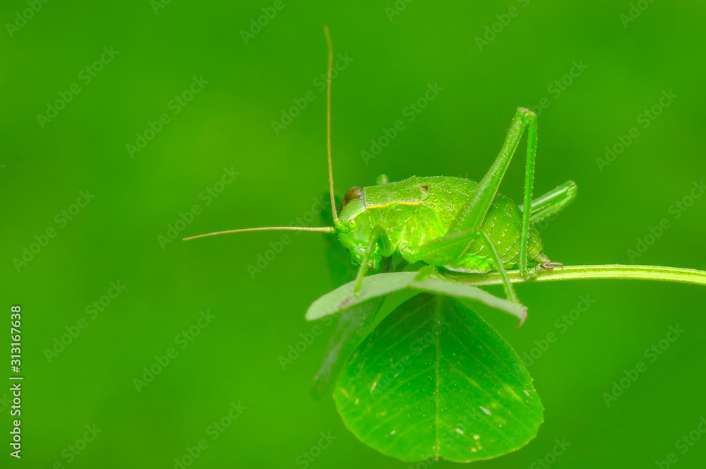 Fototapeta premium Beautiful Grasshopper macro in green nature - Stock Image
