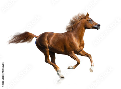 Beautiful chestnut arabian ...