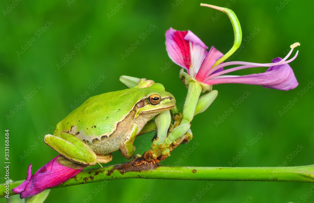 Beautiful Europaean Tree frog Hyla arborea - Stock Image Beautiful Europaean Tree frog Hyla arborea - Stock Image