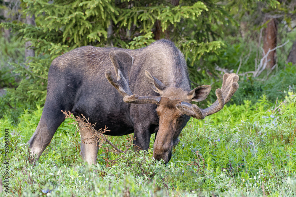 Shiras Moose in the Rocky Mountains of Colorado Shiras Moose in the Rocky Mountains of Colorado