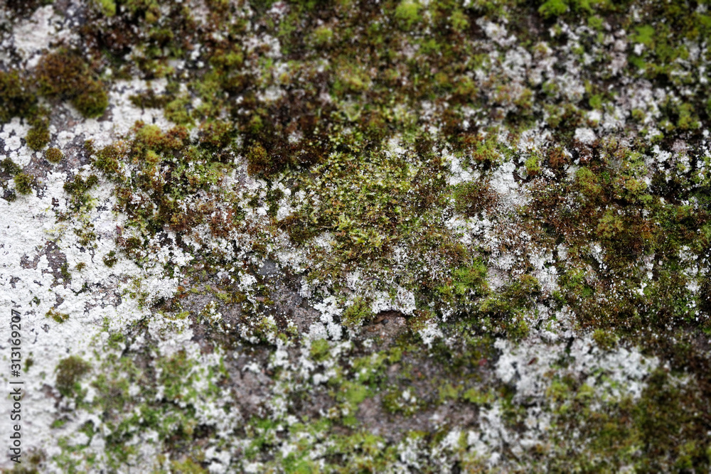 Moos und Flechten grün, weiß als Close up Moos und Flechten grün, weiß als Close up