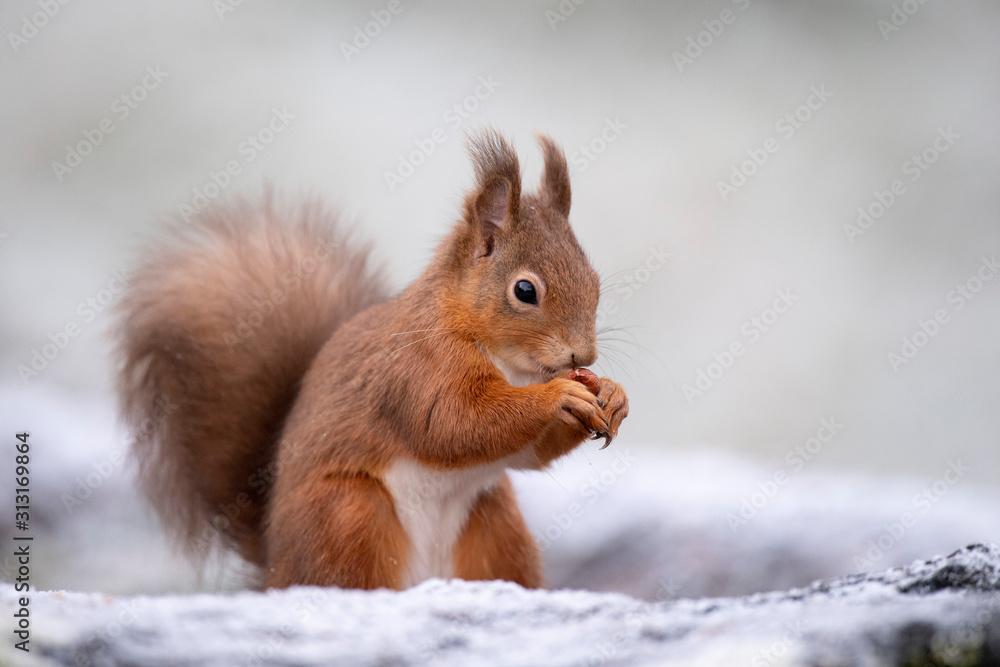 Portrait of Red Squirrel eating hazelnut in winter Portrait of Red Squirrel eating hazelnut in winter