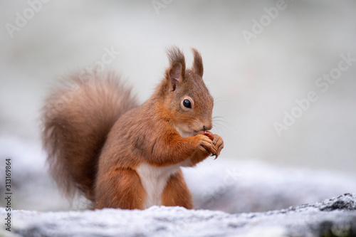 Portrait of Red Squirrel eating hazelnut in winter photo