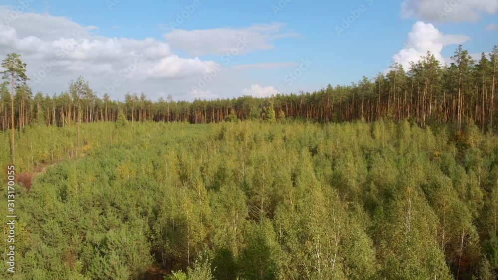 Low drone flight over young small trees in a summer coniferous forest. The young forest is surrounded by large pine trees of a pine forest. Forest reclamation with small coniferous seedlings. Low drone flight over young small trees in a summer coniferous forest. The young forest is surrounded by large pine trees of a pine forest. Forest reclamation with small coniferous seedlings.