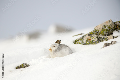 Mountain hare, Lepus timidus, in winter, Scotland