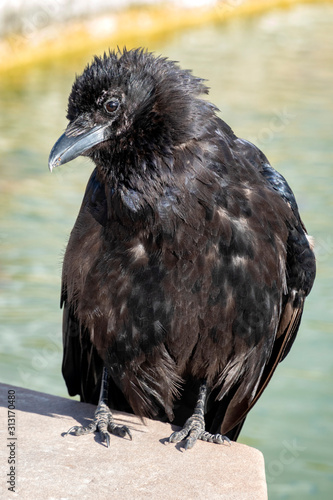 Raven on wall by water in garden photo