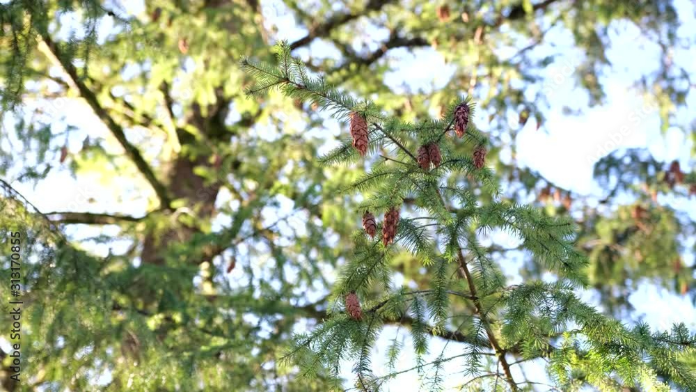 Forest nature in spring time Forest nature in spring time