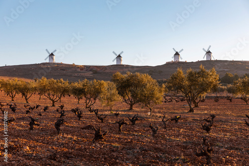 Olive trees growing in field in front of old windmills photo