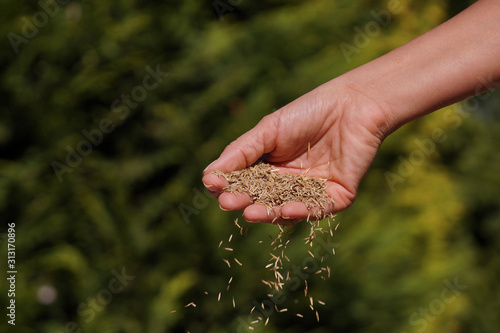 Fototapeta Sowing grain. Female hand sowing grass seeds.