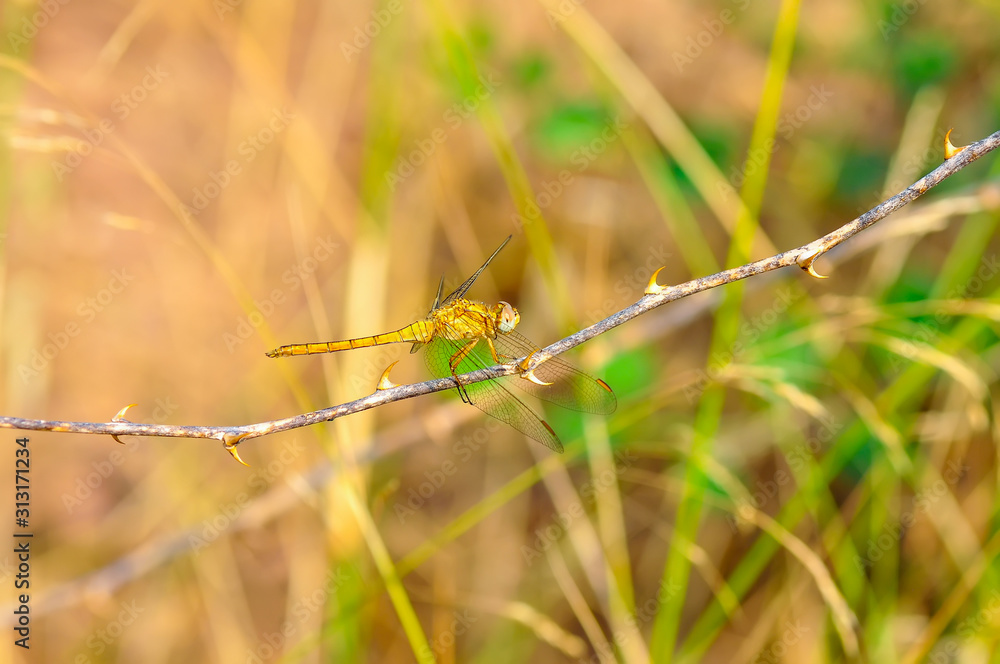 Macro shots, showing of eyes dragonfly and wings detail. Beautiful dragonfly in the nature habitat. Macro shots, showing of eyes dragonfly and wings detail. Beautiful dragonfly in the nature habitat.