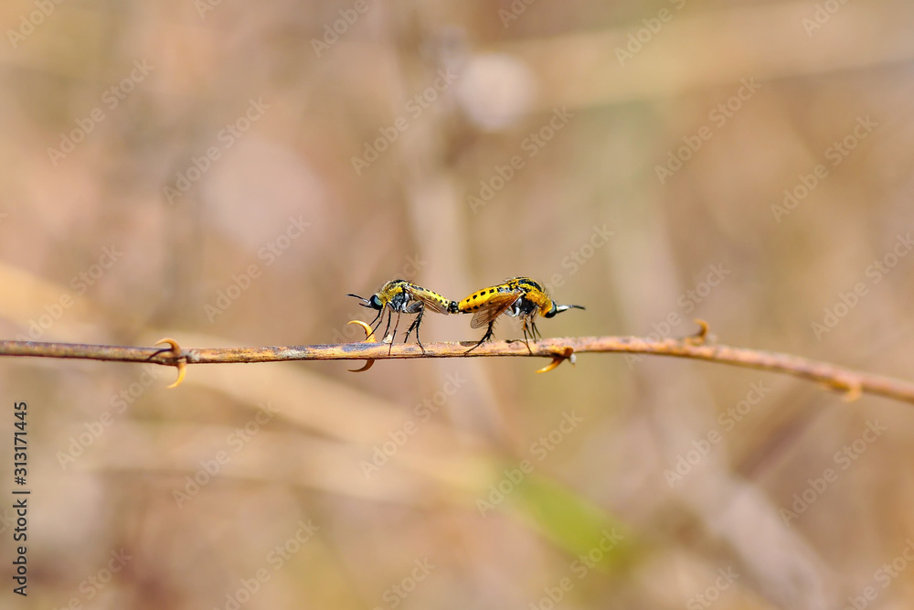 Macro shot of a robber fly Macro shot of a robber fly