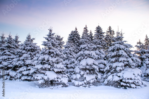 Snow covered pine trees after a December snow storm © mtatman