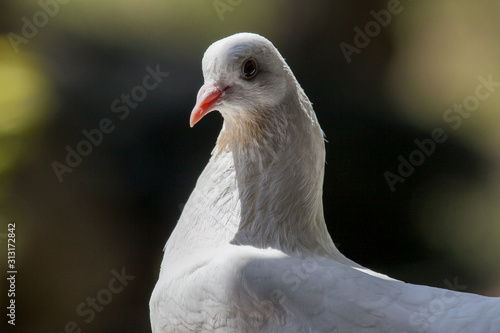 White pigeon © Mike