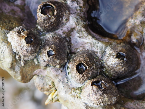 Wallpaper Mural フジツボ Torontodigital.ca