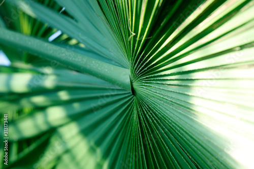 Exotisches  tropisches  abstraktes Blatt als close up Hintergrund