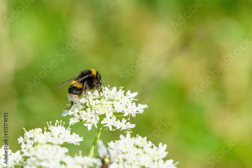 White-Tailed Bumblebee (Bombus lucorum), taken in the UK © Chris