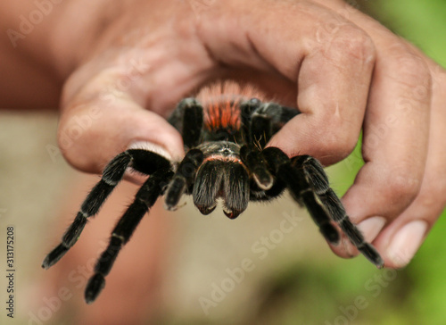Tarantula in Belize