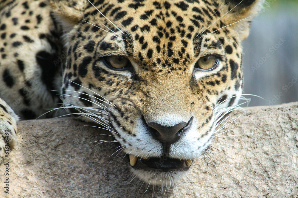 Obraz premium Leopard teeth