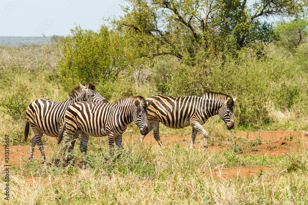 Fototapeta premium Three Zebra (Equus quagga) in the bush in Kruger Park South Africa