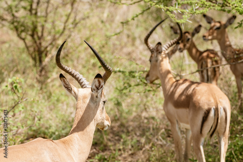 Impala bulls (Aepyceros melampus), taken in South Africa