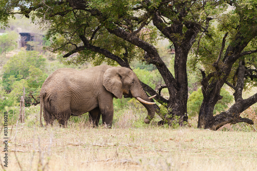 African Elephant (Loxodonta africana) feeding on branches from a tree, taken in South Africa African Elephant (Loxodonta africana) feeding on branches from a tree, taken in South Africa