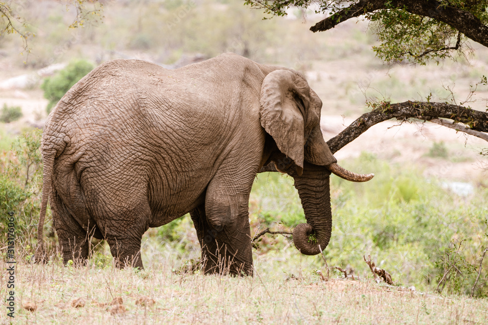 African Elephant (Loxodonta africana) feeding on branches from a tree, taken in South Africa African Elephant (Loxodonta africana) feeding on branches from a tree, taken in South Africa