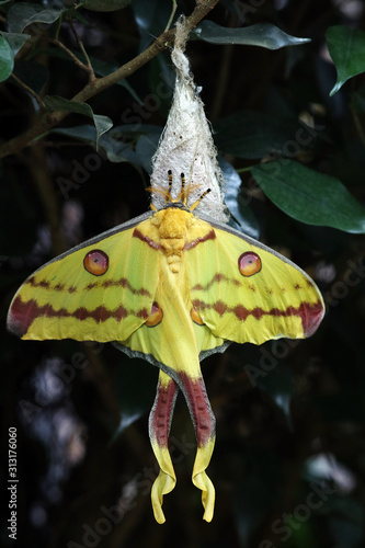 Ein weiblicher Kometenfalter  (Argema mittrei) ist ein gelb-roter Schmetterling aus Madagaskar photo