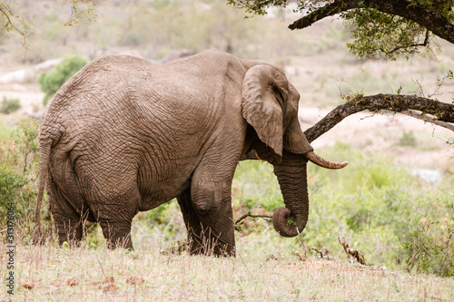 African Elephant  Loxodonta africana  feeding on branches from a tree  taken in South Africa