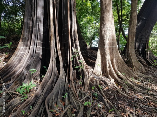 amazon, amazon rainforest, arabá, brazil, deforestation, environment, environmental protection, fabáceas, fauna, forest, furniture, guentermanaus, leave, leguminosas, logging, nature, nature protectio photo